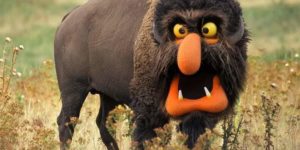 Beware the Muppet bison…