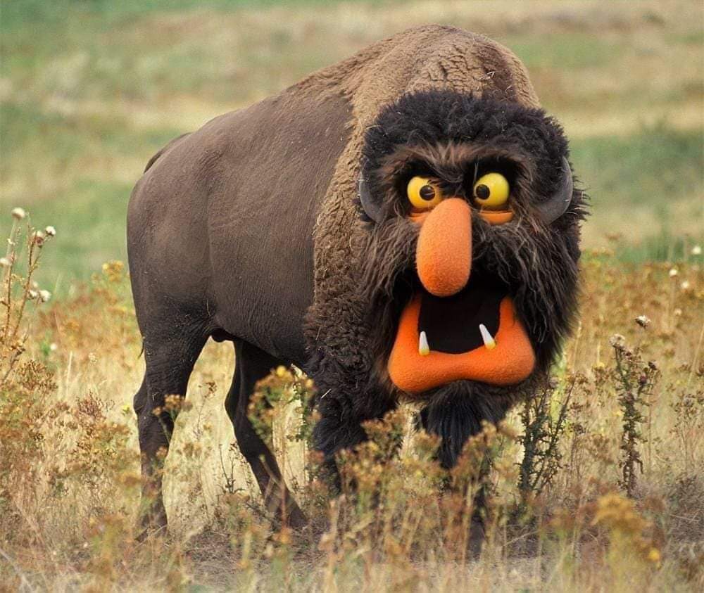 Beware the Muppet bison...