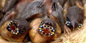 Gouldian finch chicks have blue opalescent beads on the corners of their mouths, making it easier for momma to stuff those greedy gullets.