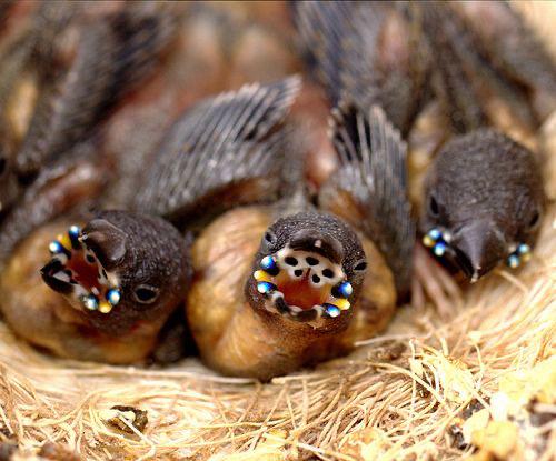 Gouldian finch chicks have blue opalescent beads on the corners of their mouths, making it easier for momma to stuff those greedy gullets.