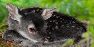 A melanistic deer.