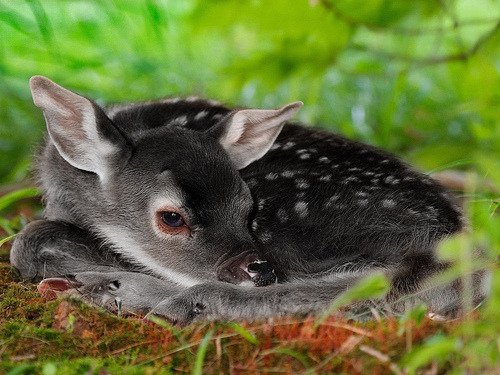 A melanistic deer.