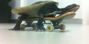 Last year I gave my turtle a skate board for his birthday. Still my favorite photo of him