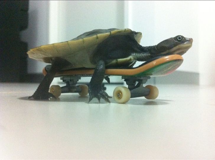 Last year I gave my turtle a skate board for his birthday. Still my favorite photo of him