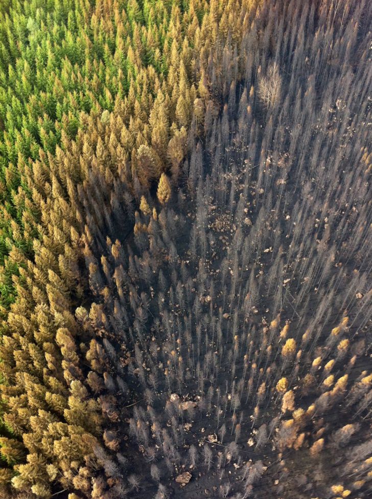 Edge of a recent Wildfire