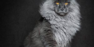 I would follow this cat into battle