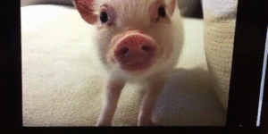 Suddenly piggy!