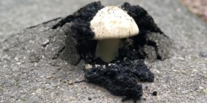Turns out mushrooms don’t give a damn about your asphalt.