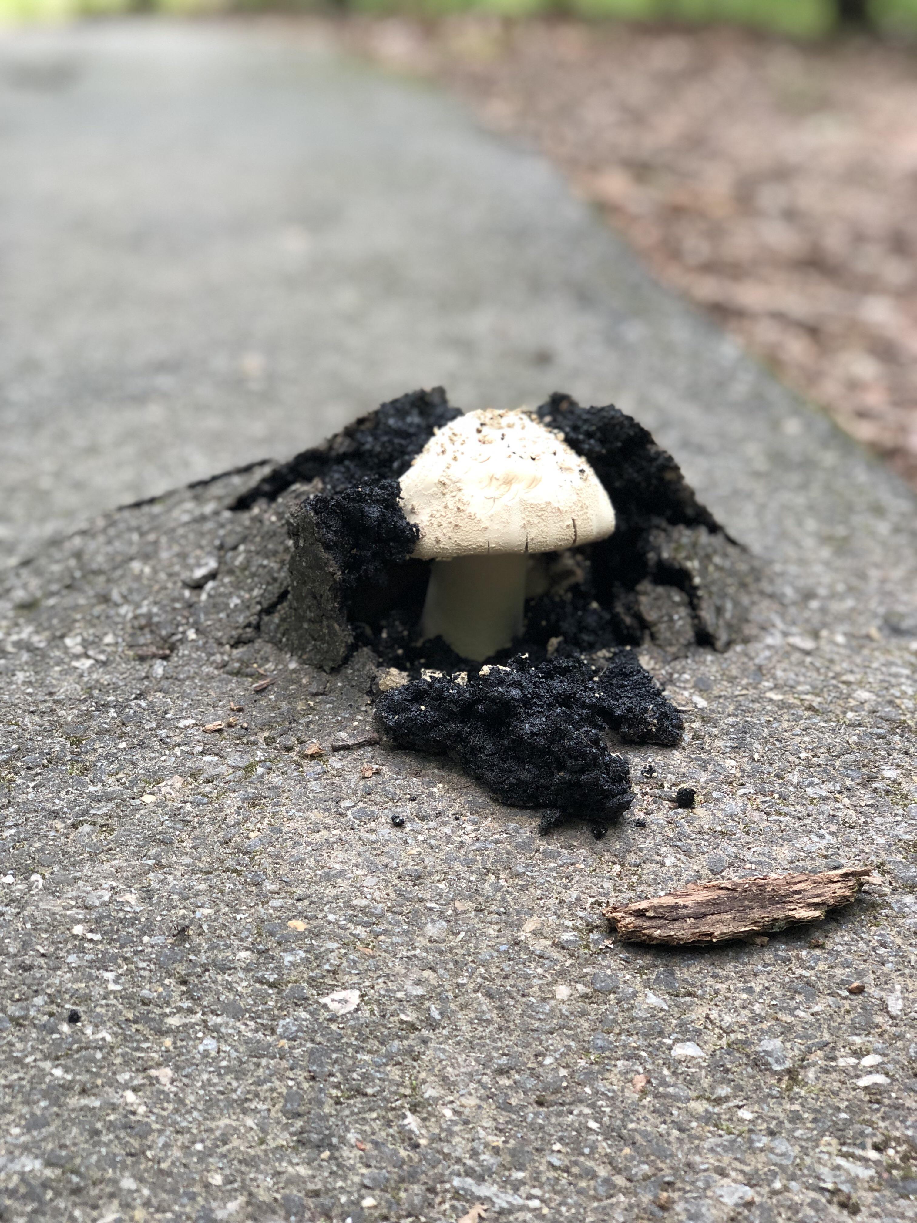 Turns out mushrooms don't give a damn about your asphalt.