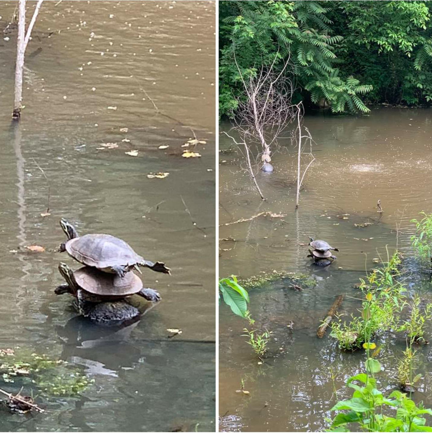 Turtles are stack-able, allegedly.