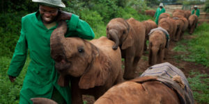 Elephant Orphanage in Nairobi