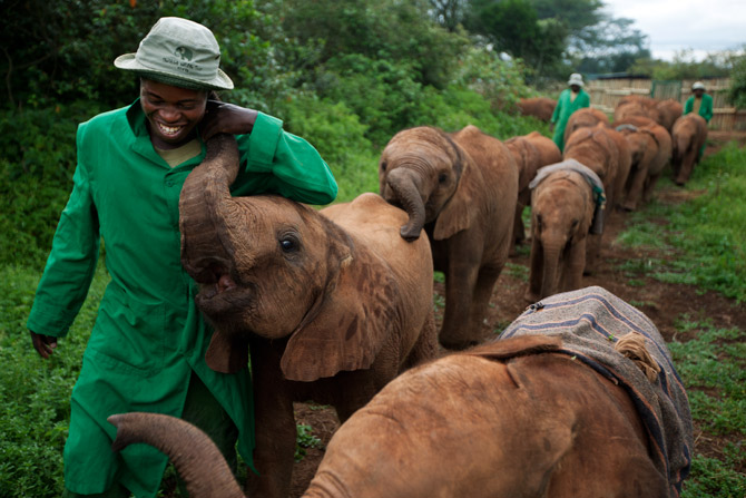 Elephant Orphanage in Nairobi