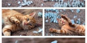 Kitty playing in field of butterflies