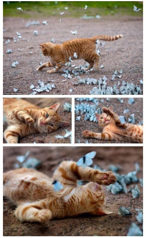 Kitty playing in field of butterflies