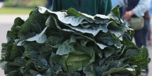 Peter Glazebrook and his giant cabbage