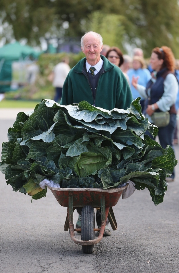 Peter Glazebrook and his giant cabbage
