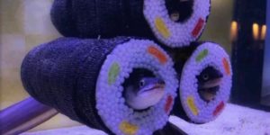 Sushi+roll+toys+installed+for+eels+to+play+in.
