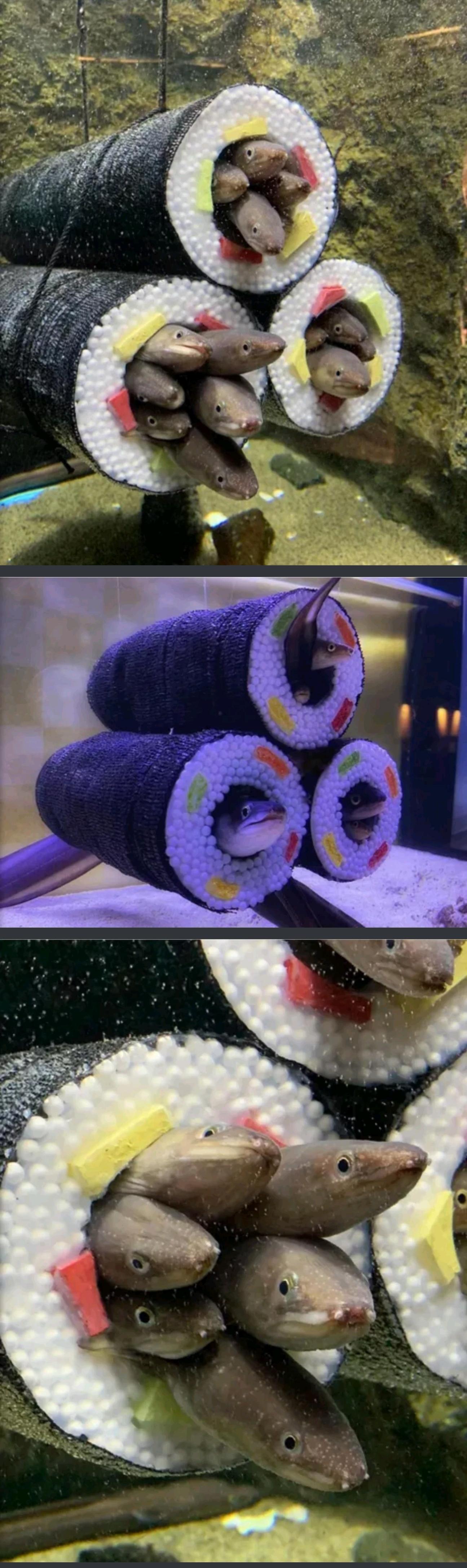 Sushi roll toys installed for eels to play in.