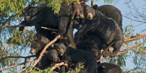 Bears in a tree are rather ominous.