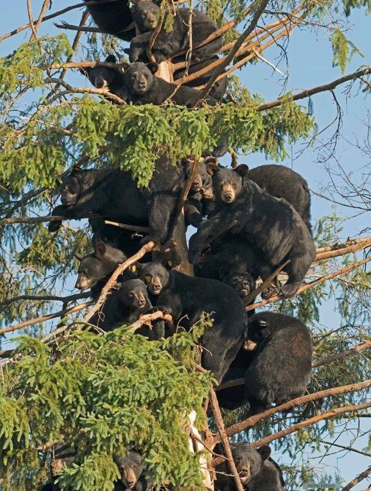 Bears in a tree are rather ominous.
