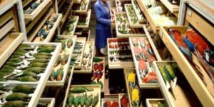 Dead parrot collection at the Smithsonian