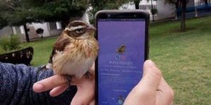 Caught a Pidgey IRL