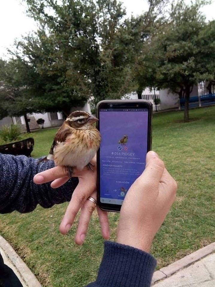 Caught a Pidgey IRL