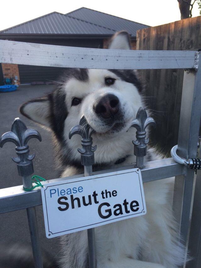 ......open the gate.