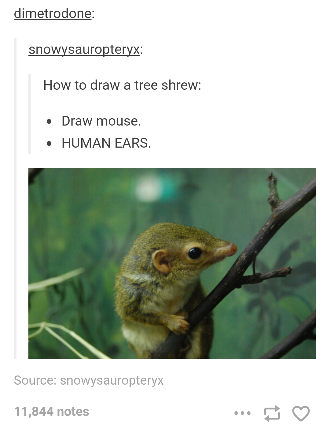 How to draw a humanoid tree shrew. 