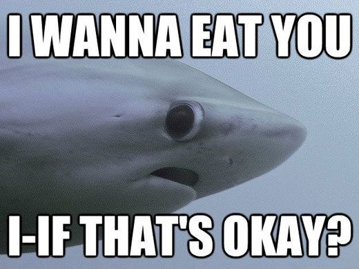 Timid shark wants to ask you a question.