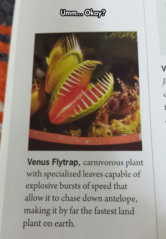 The Venus Flytrap is a badass.