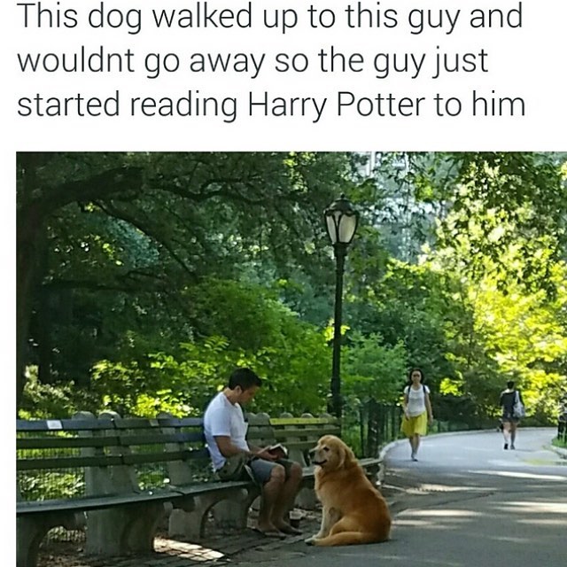 When you're an animagus and love a public reading of Harry Potter