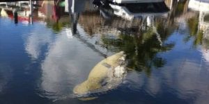 The alligator and manatee clans have joined forces. Welcome to Florida!