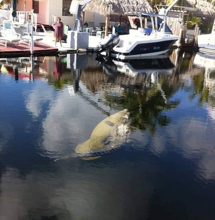 The alligator and manatee clans have joined forces. Welcome to Florida!