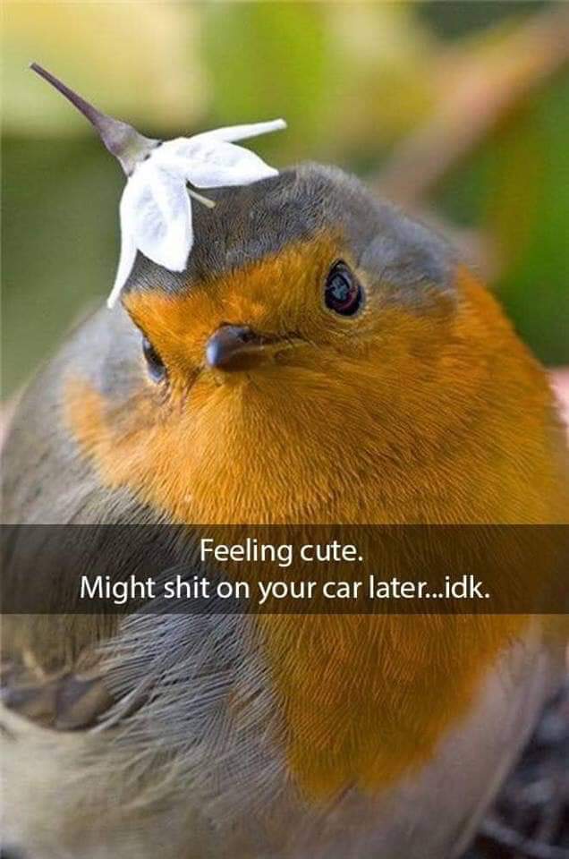 Birb life. 