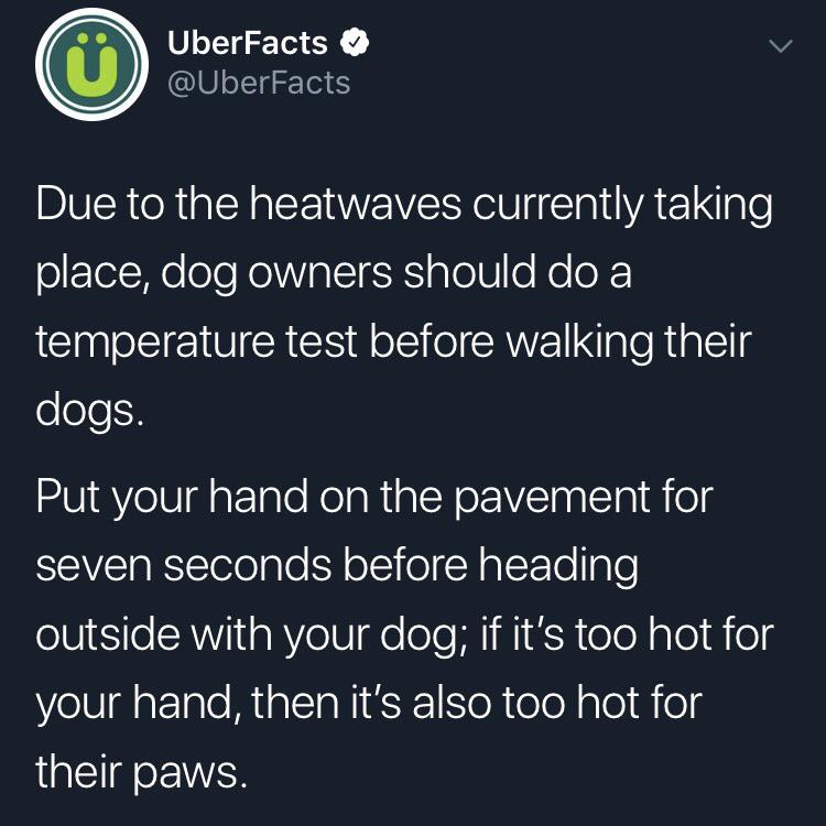 PSA Please protect pupper paws.