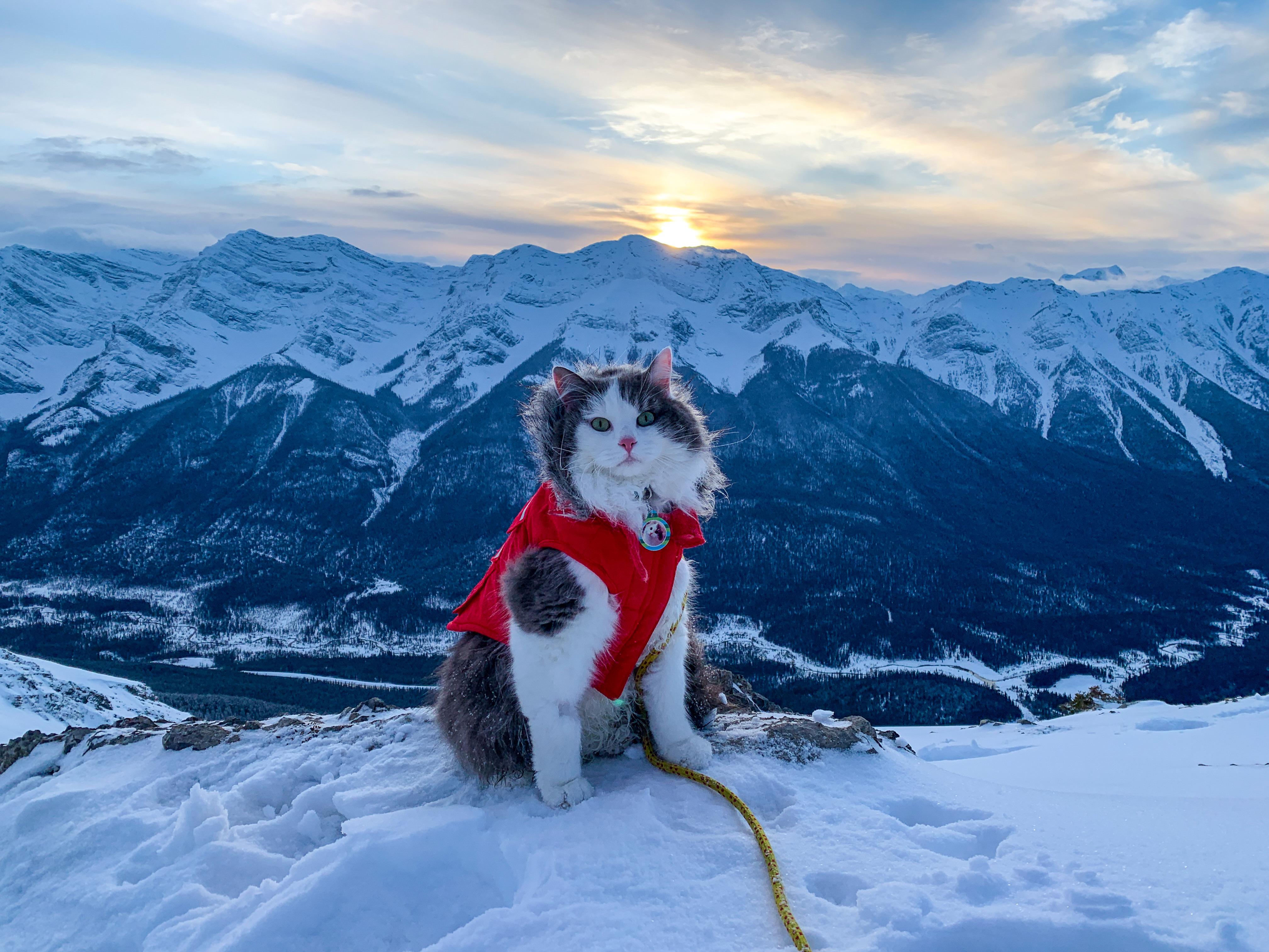 This cat is cooler than you.