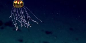 A new species of Jellyfish discovered in the Marianas Trench.