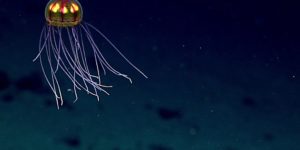 A+new+species+of+Jellyfish+discovered+in+the+Marianas+Trench.