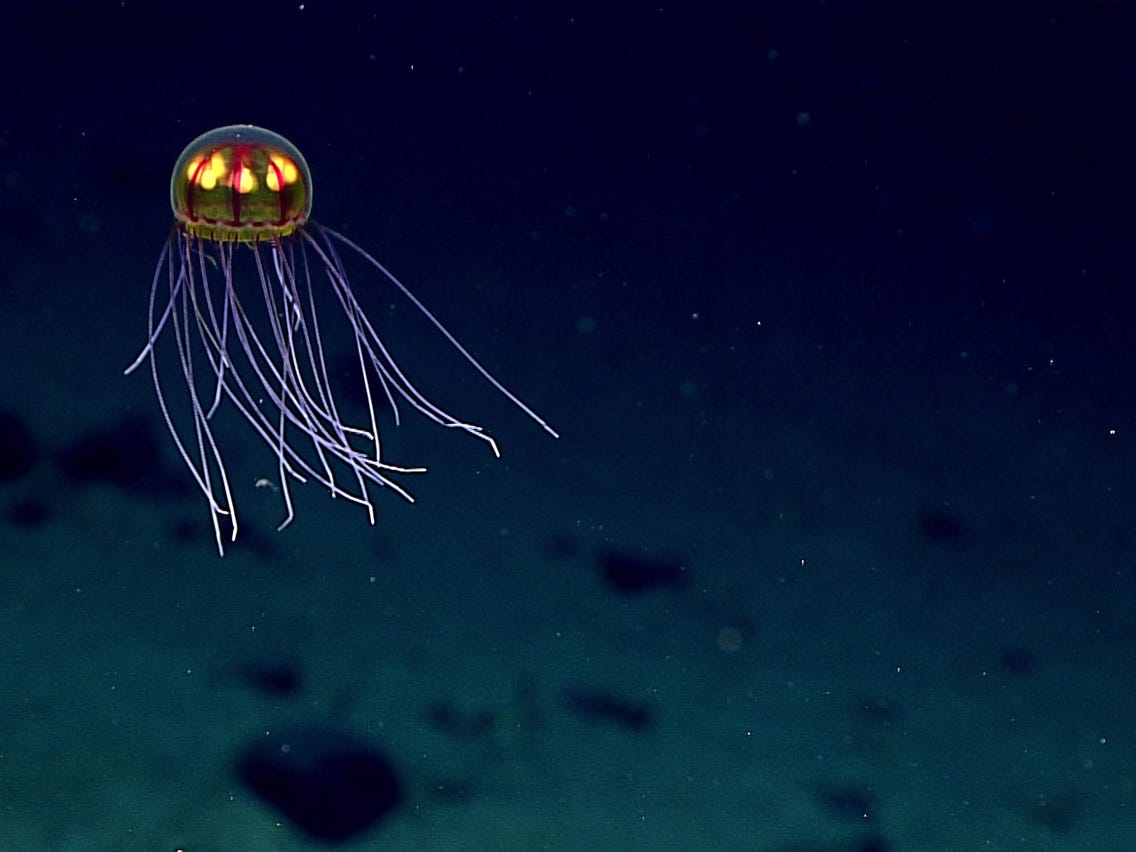 A new species of Jellyfish discovered in the Marianas Trench.