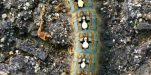 Caterpillar’s whom identify as  ðŸ§
