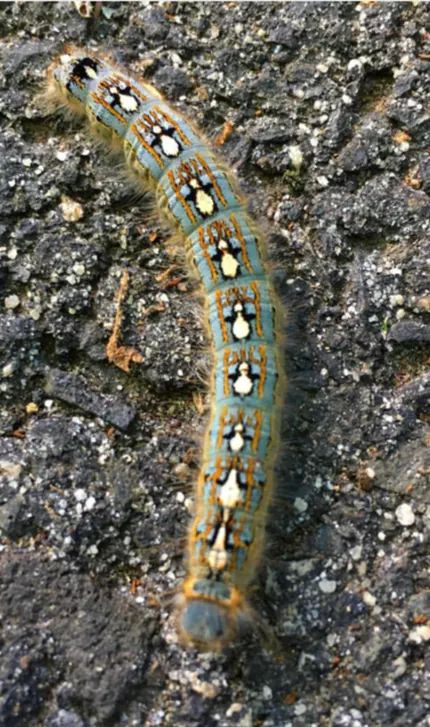 Caterpillar's whom identify as  ðŸ§