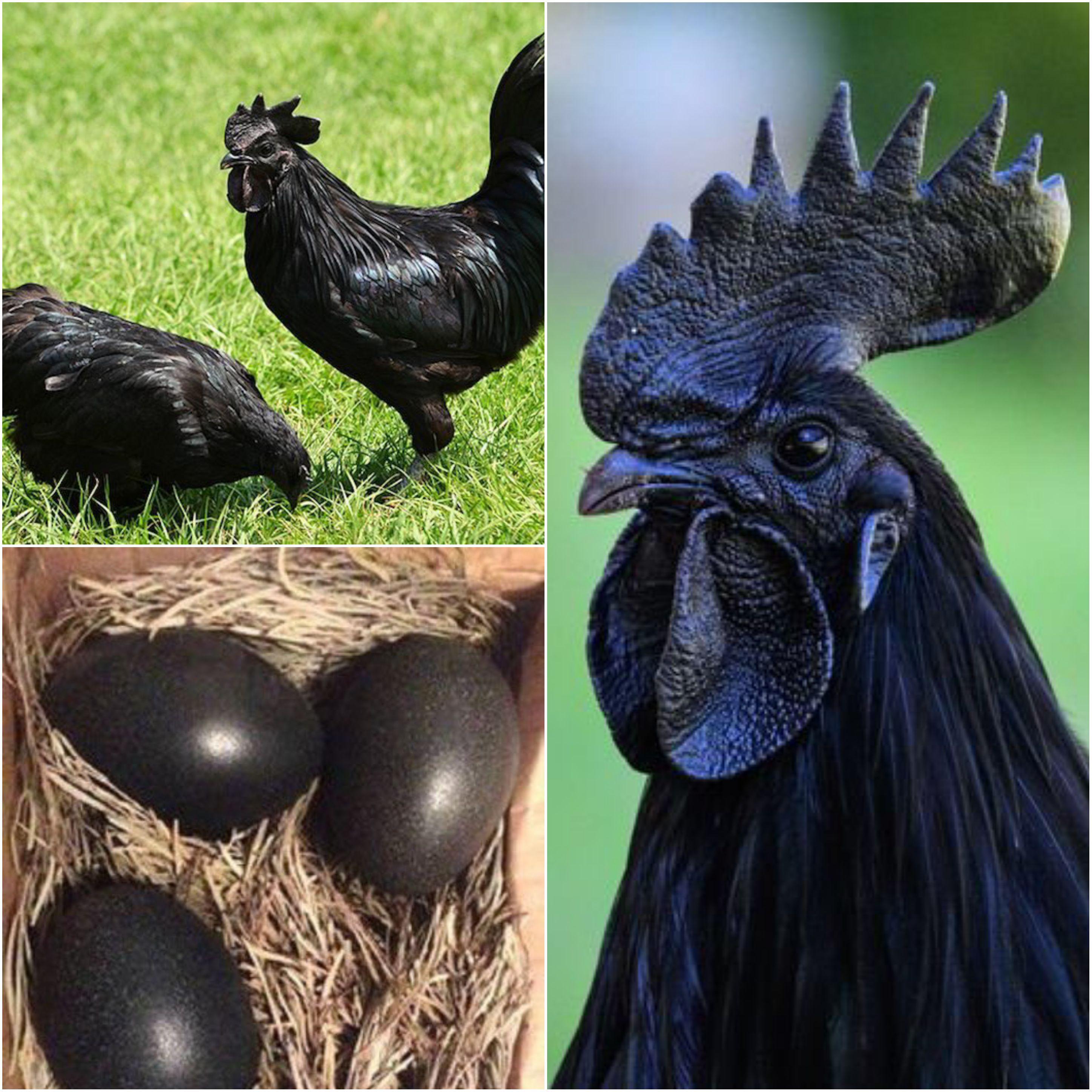 Virtually every physical feature outside and inside the Swedish Black Hen is the deepest black color.  They also taste delicious, allegedly.