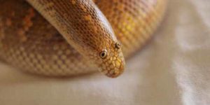 The arabian sand boa comes equipped with googly eyes.