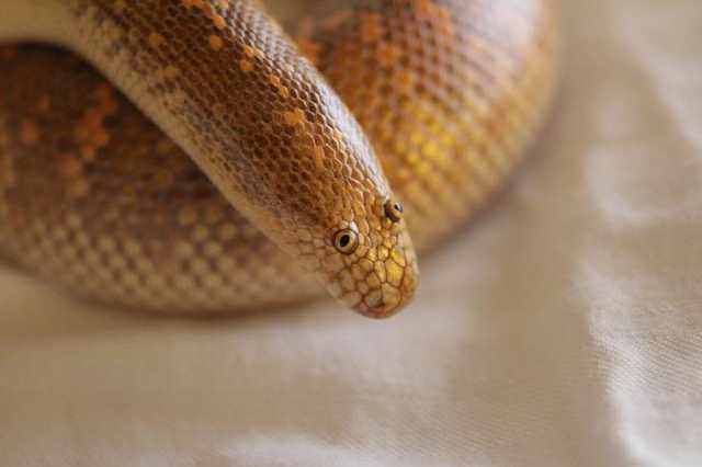 The arabian sand boa comes equipped with googly eyes.