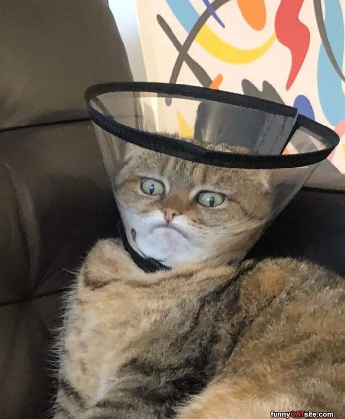 It's a cat in a cone.