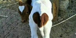 The tri-heart calf wishes you a prosperous life full of love and such.
