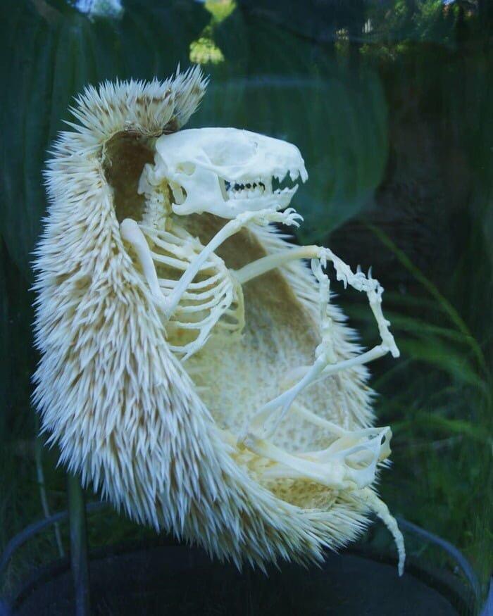 Hedgehog skeleton