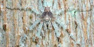 The Lichen Huntsman spider