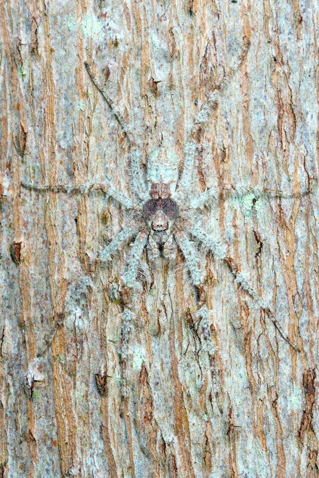 The Lichen Huntsman spider